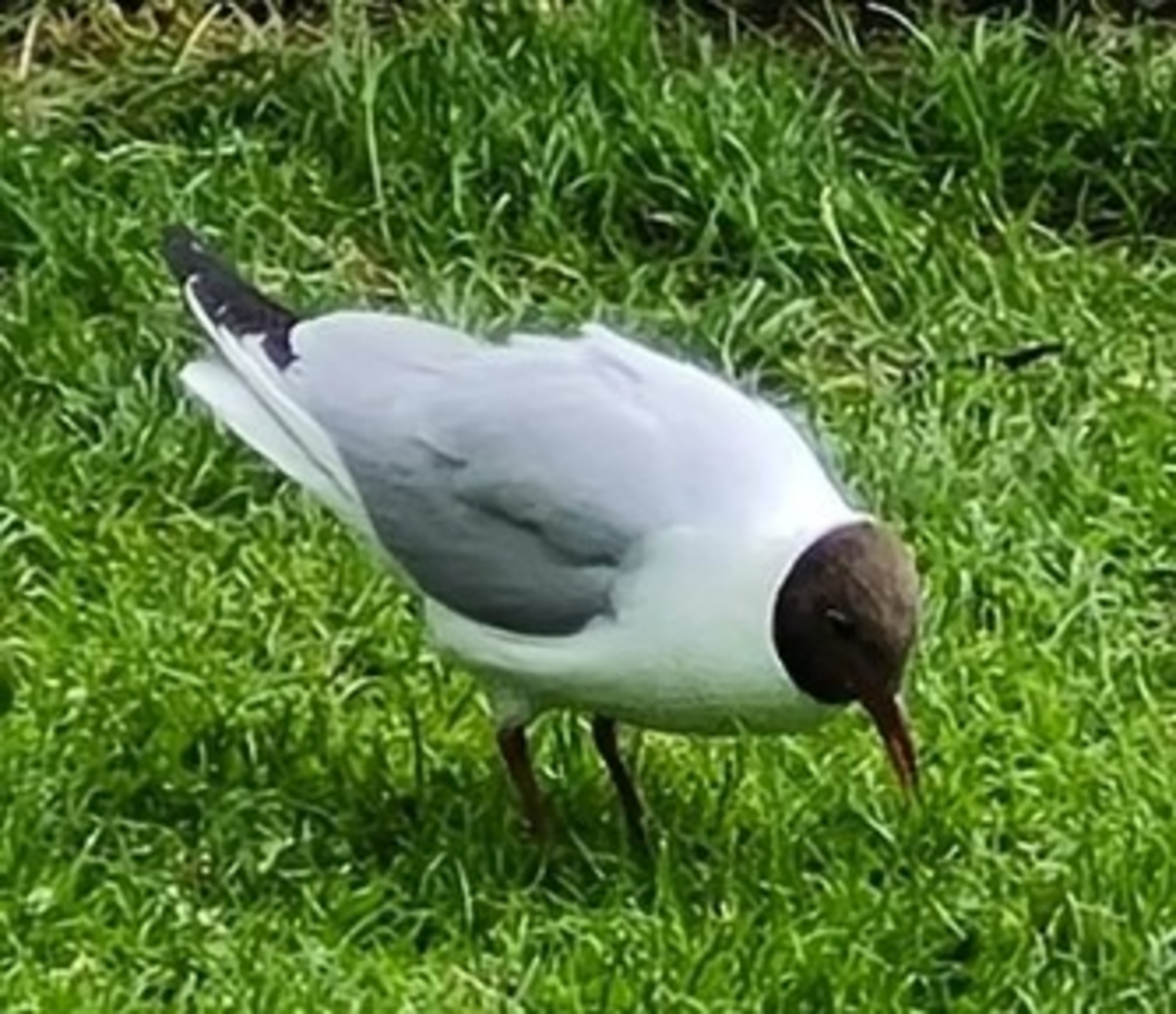 Nyhedens foto